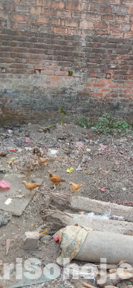 মুরগী বাচ্চা